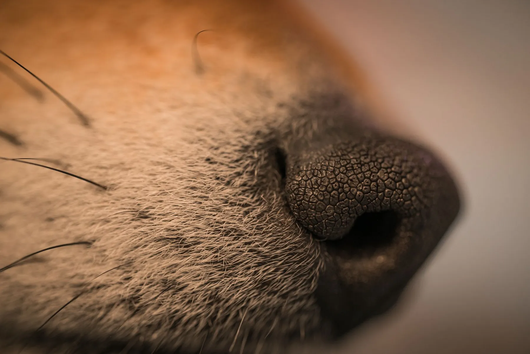 Close view of a dog's nose and sunlit fur