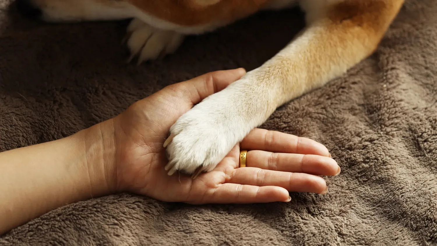 A dog resting a paw in a person's hand at home