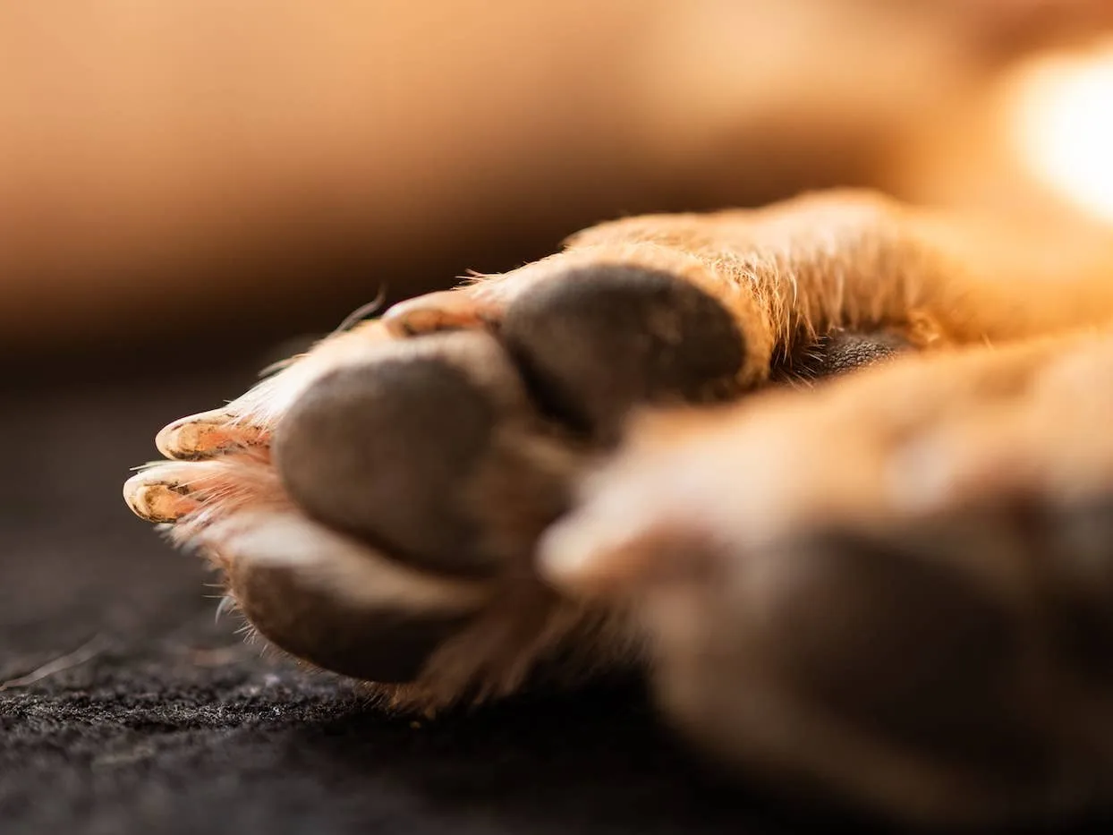 Close view of a dog's paws in warm sunlight